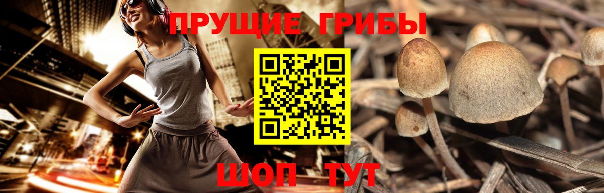 Псилоцибиновые грибы GOLDEN TEACHER  Галлюциногенные грибы Magic Shrooms  Полысаево  Вход с VPN 